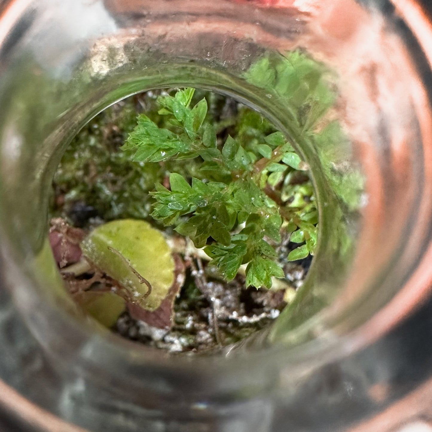 Small Terrariums