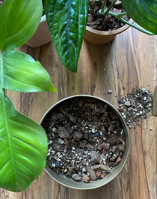 Potting Mix for Indoor Plants