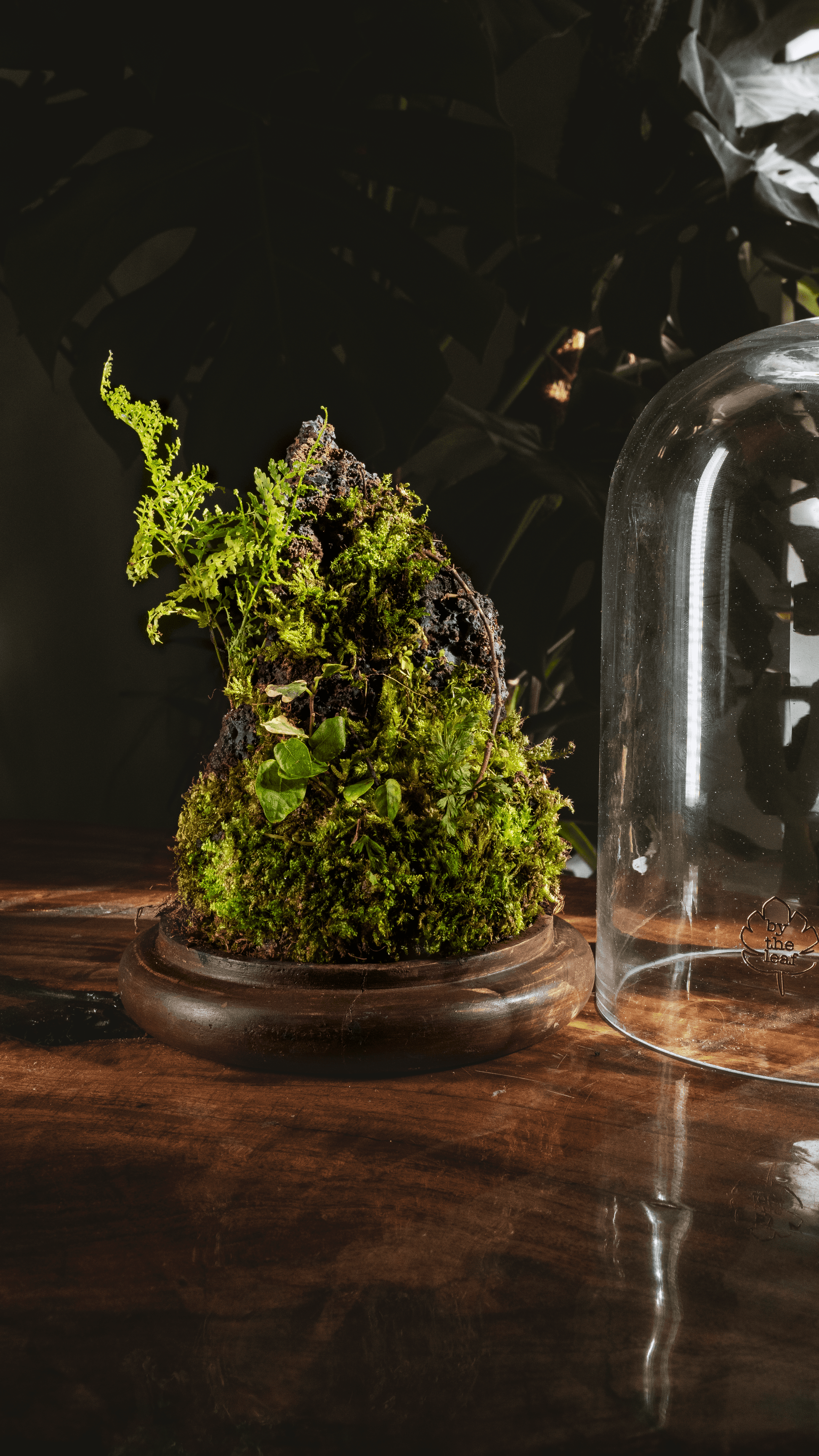 Terrariums Gifts Delhi Gurgaon Noida 