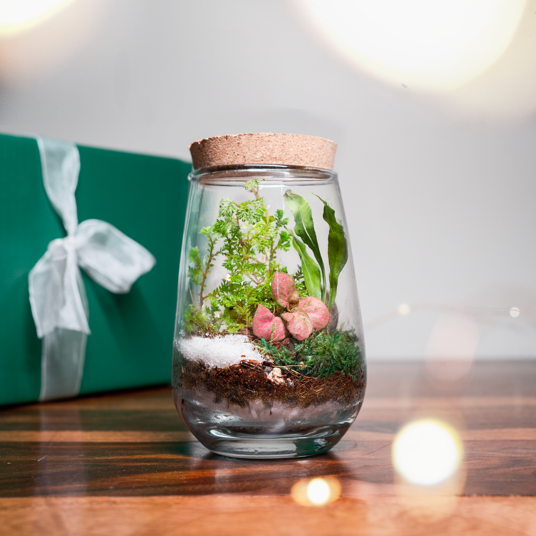 DIY Terrarium Kit 1.0 bytheleaf