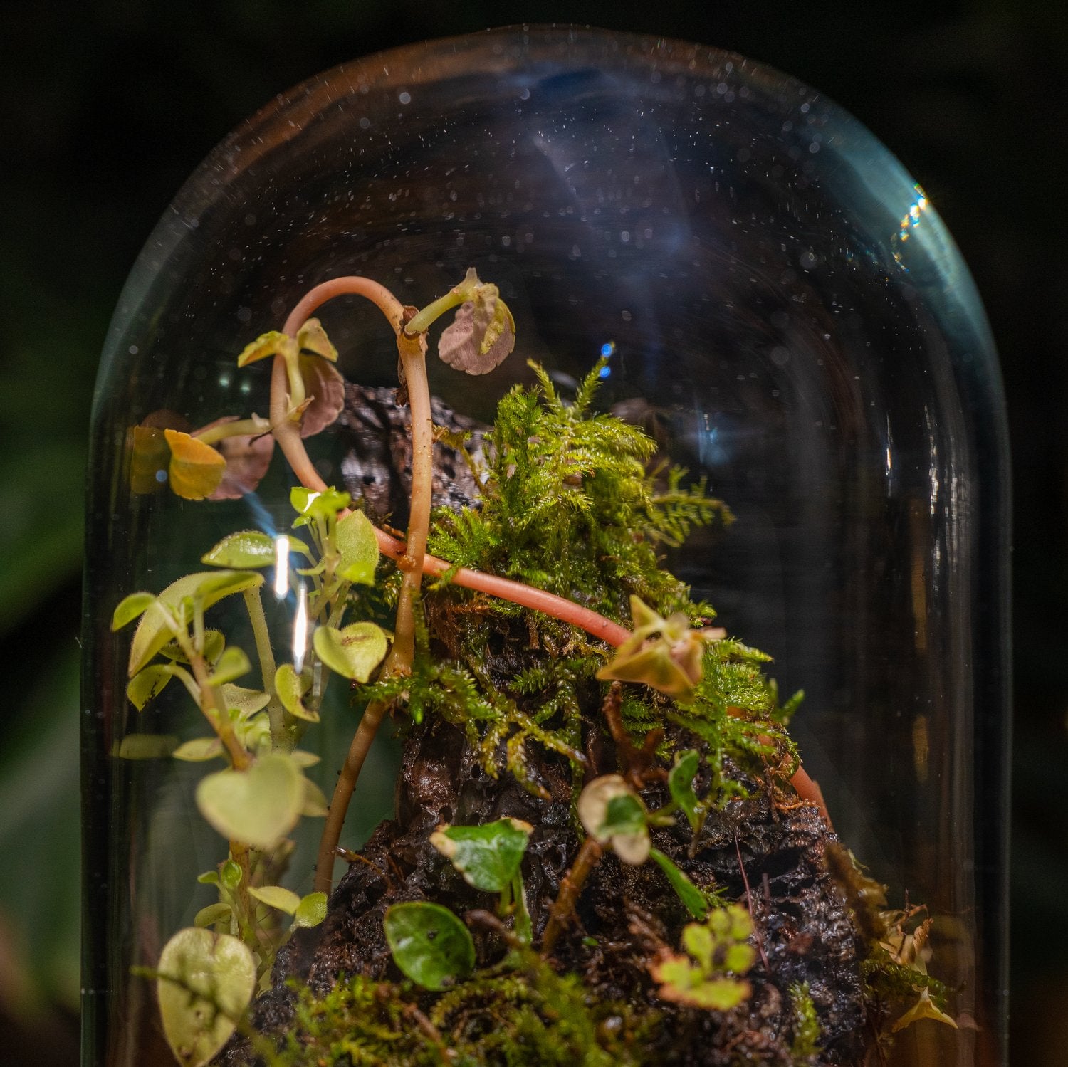 ByTheLeaf DIY Terrarium Kit with Live Plants and Moss