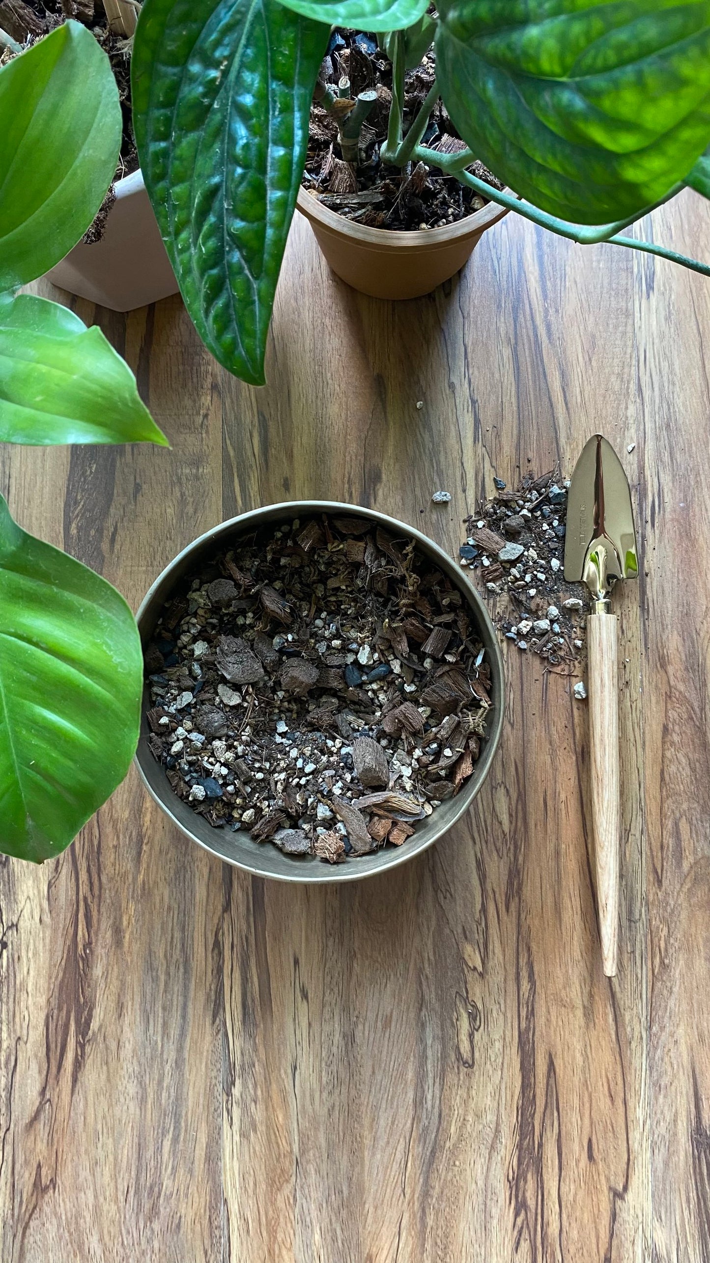 Potting Mix for Indoor Plants