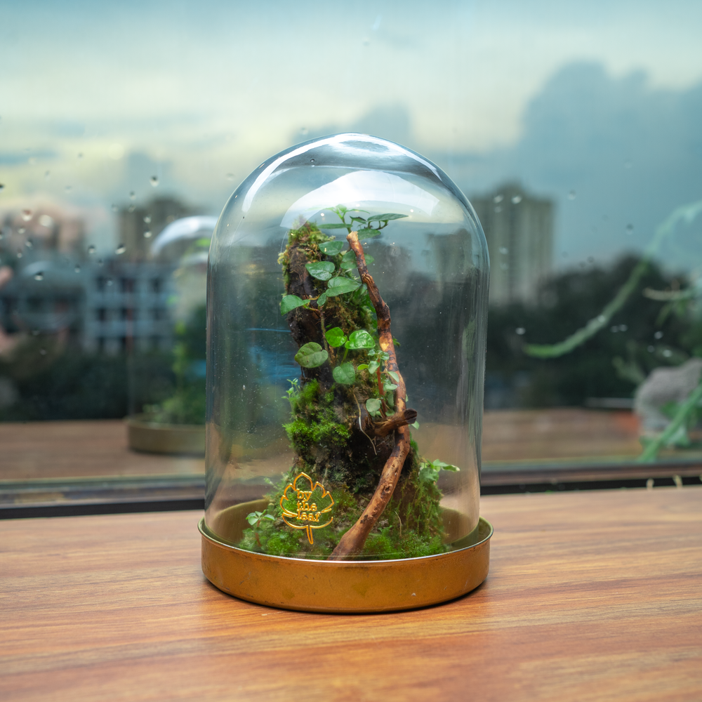 Dome Terrarium 2.0